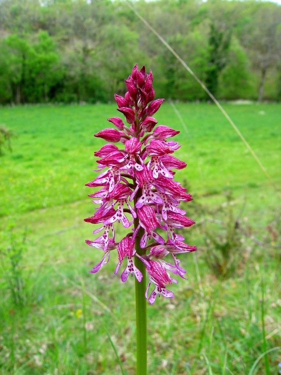 Orchis x hybrida